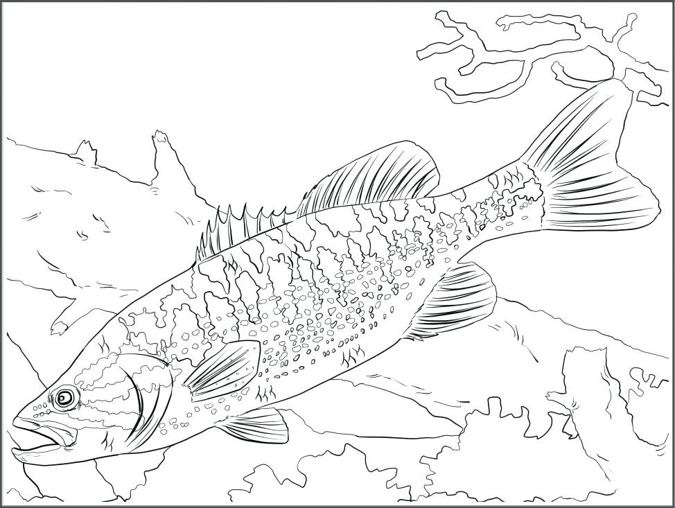 Bluegill Coloring Page at GetColorings.com | Free printable colorings