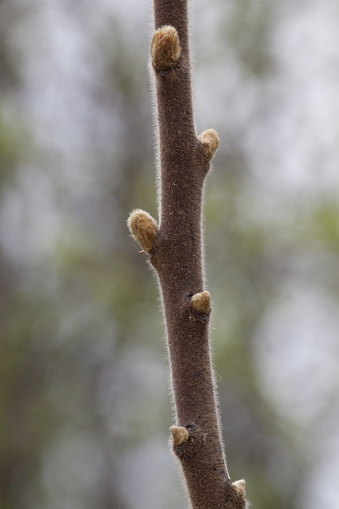 fuzzy branch budding