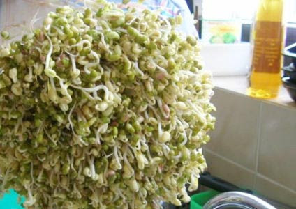 Hình ảnh Cách làm giá đỗ sạch đơn giản nhất tại nhà số 4