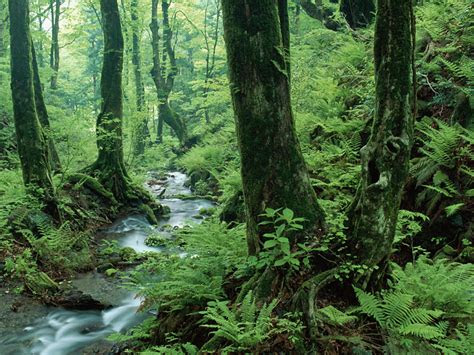 hd forest wallpapers    drivers softwares