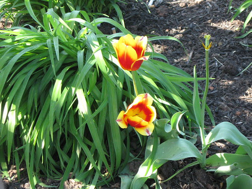 two-tone tulips