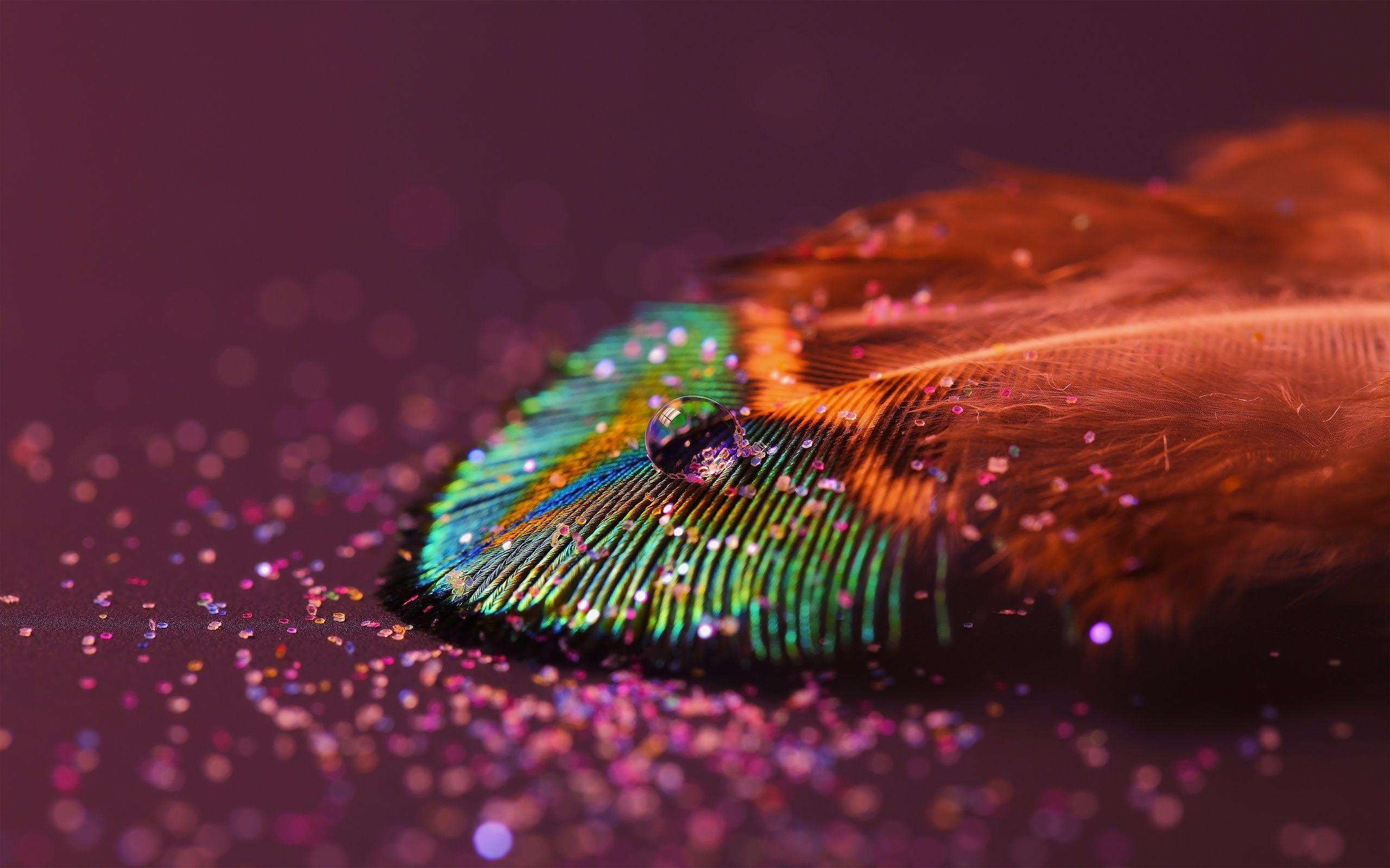 Wallpapers Of Peacock Feathers Hd 2015 Wallpaper Cave HD Wallpapers Download Free Images Wallpaper [wallpaper981.blogspot.com]