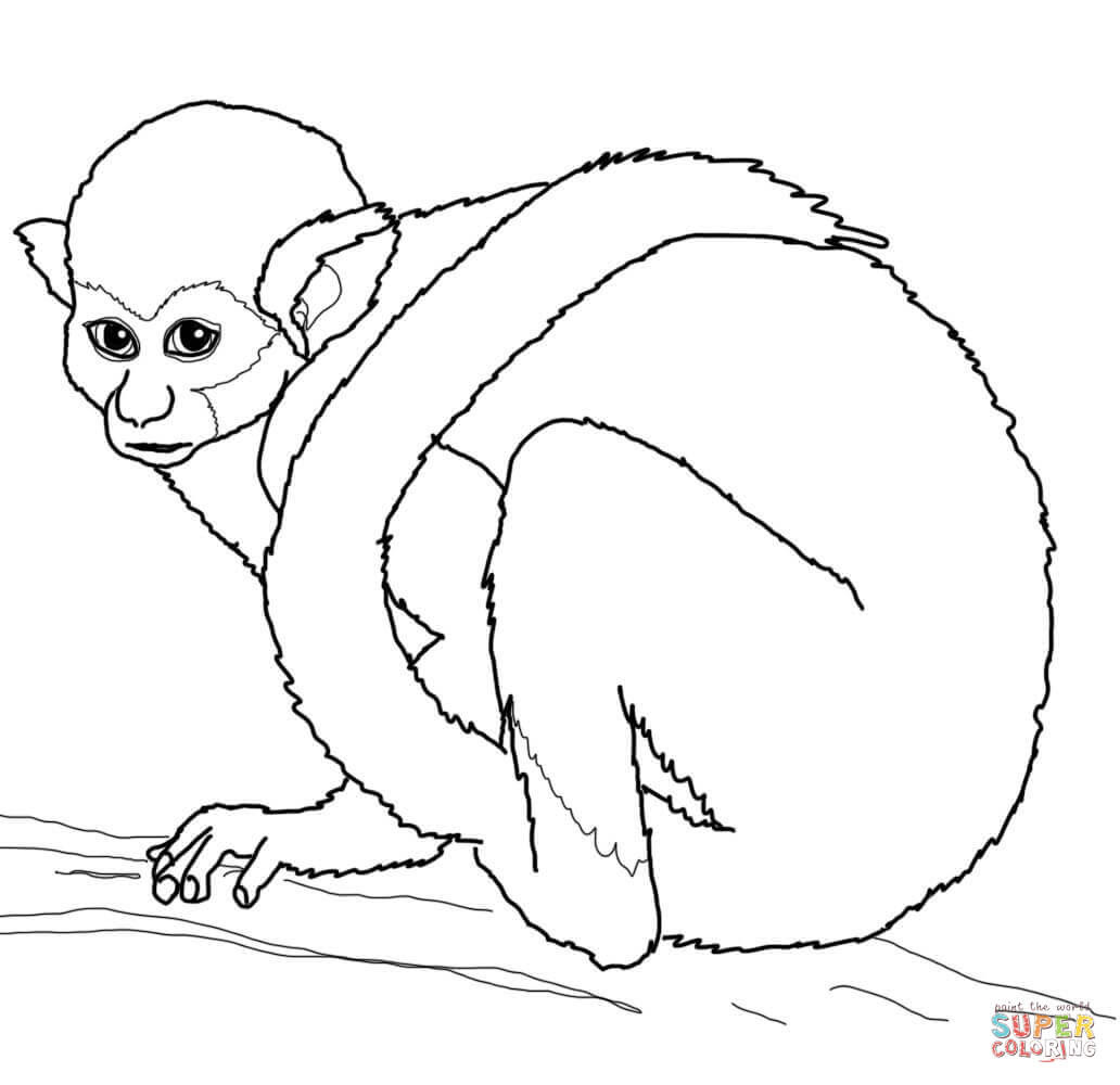 the Squirrel Monkey coloring pages to view printable