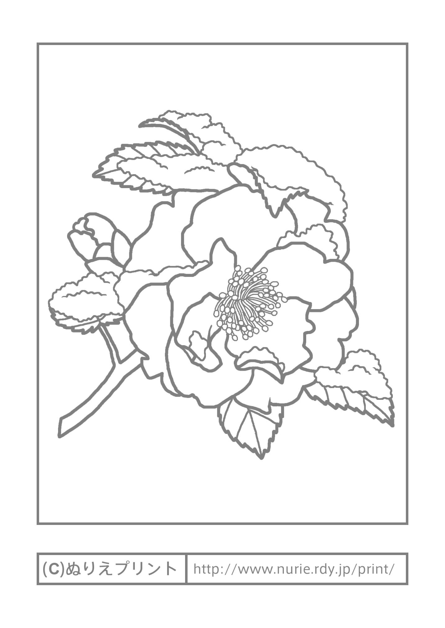 ツバキ3 主線 グレー 冬の花 無料塗り絵イラスト ぬりえプリント