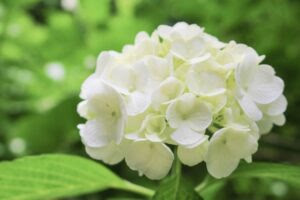 紫陽花の害虫の正体は 虫食いする害虫駆除の方法と対策