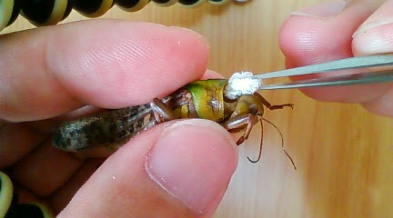 標本の作り方 虫けら屋の ちょっと虫採り行ってくる