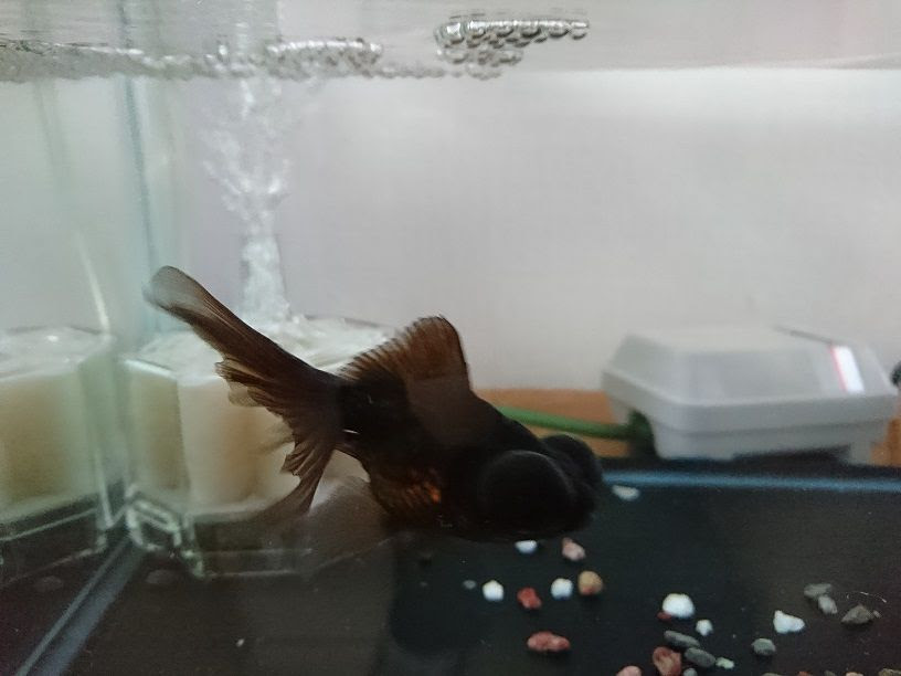 水カビ病は直しましたが 転覆病も 金魚とメダカの飼育日記 楽天ブログ