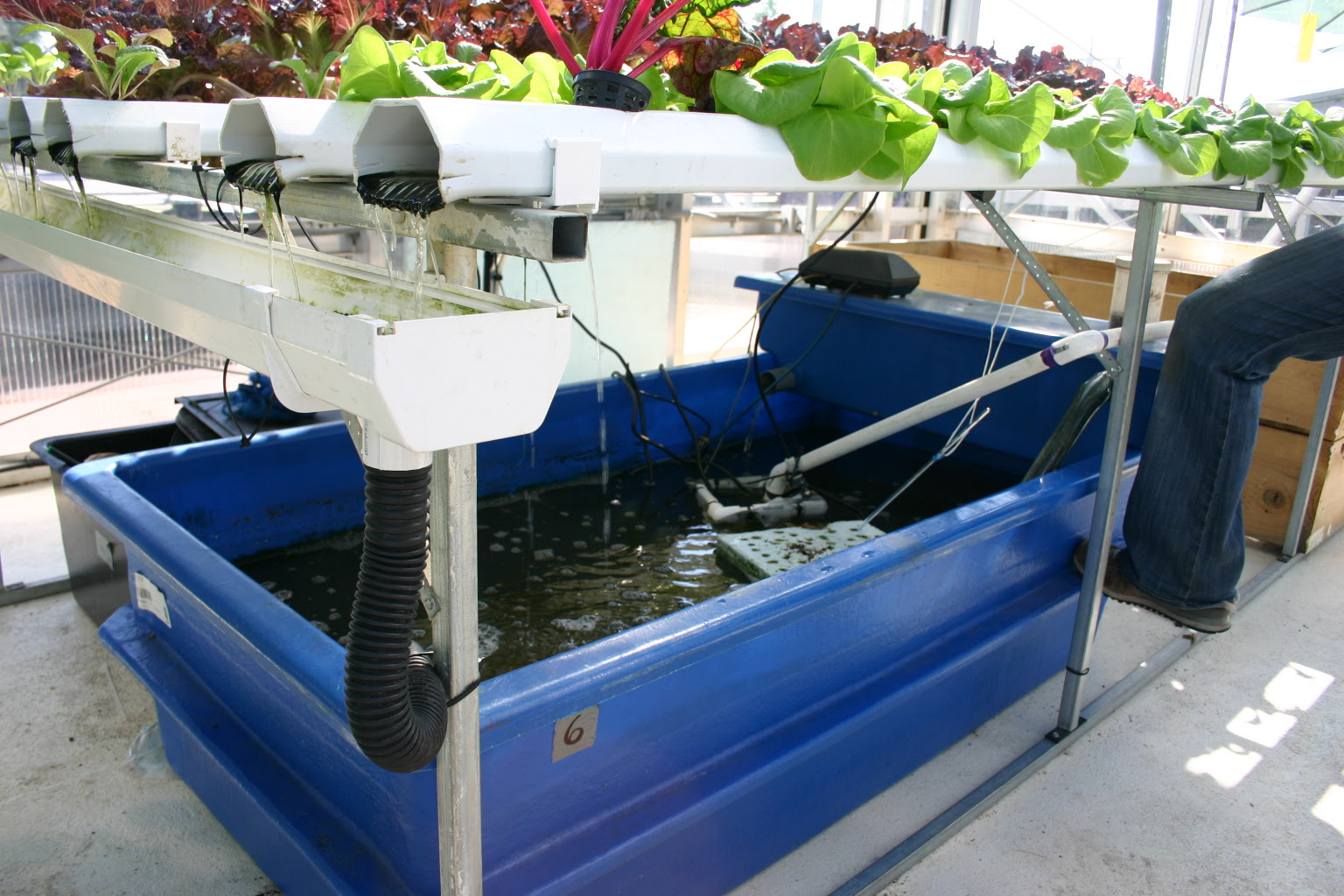 File:Aquaponics with catfish.jpg - Wikipedia