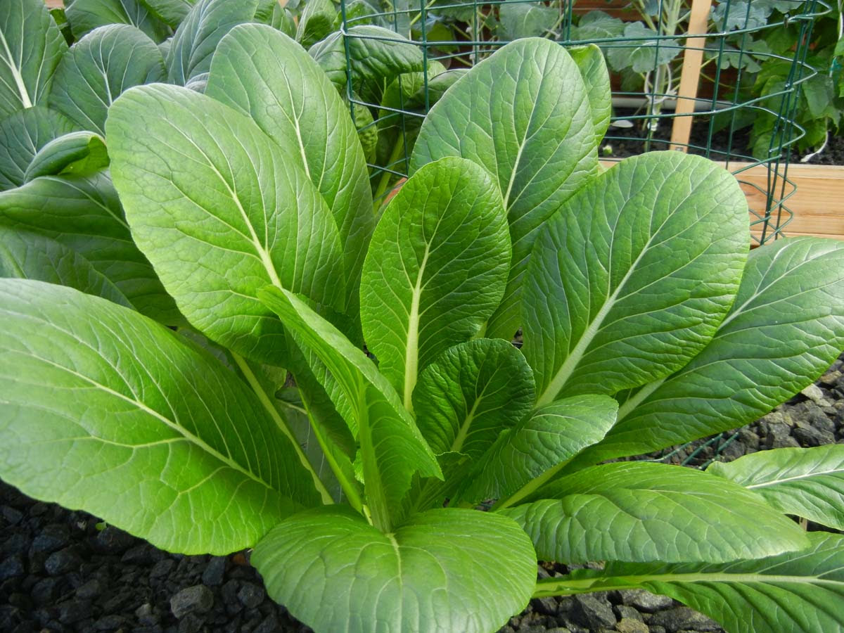 What You Can Grow in a Portable Farm