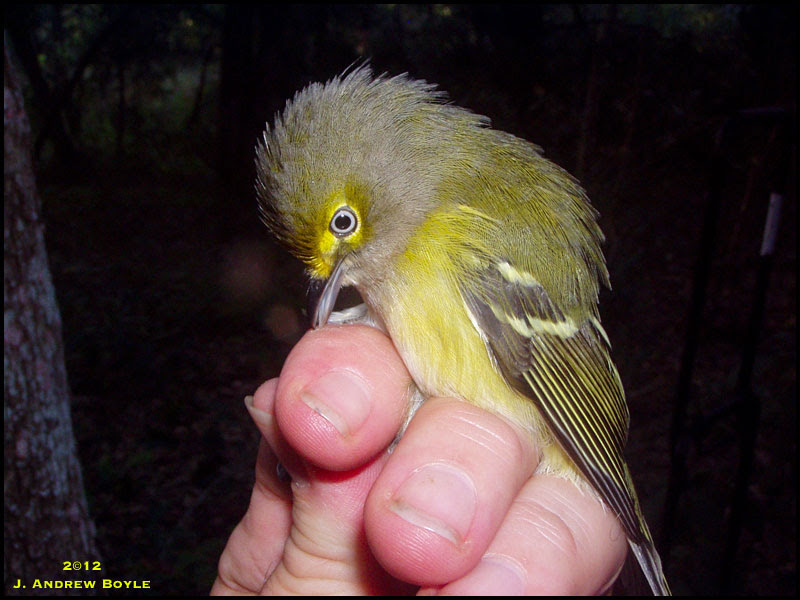 White-eyed Vireo