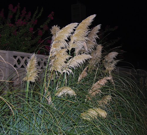 Morning Fuzzies - 08-20-09