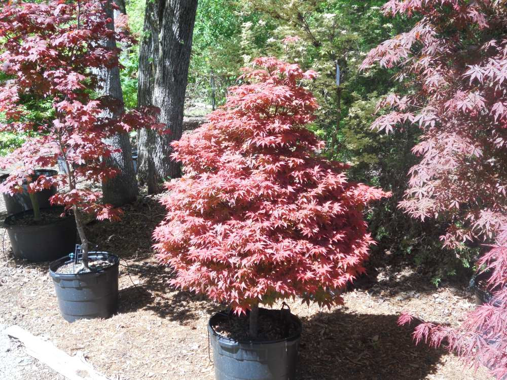 Rhode Island Red Japanese Maple | architectural trees