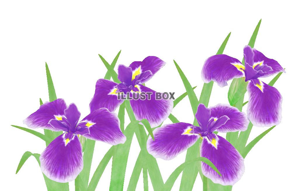 菖蒲の花まとめ イラスト系まとめ 無料イラスト 素材ラボ 素材ラボ