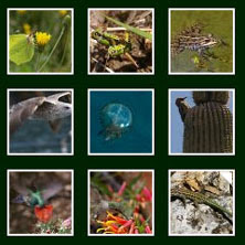 Wildlife