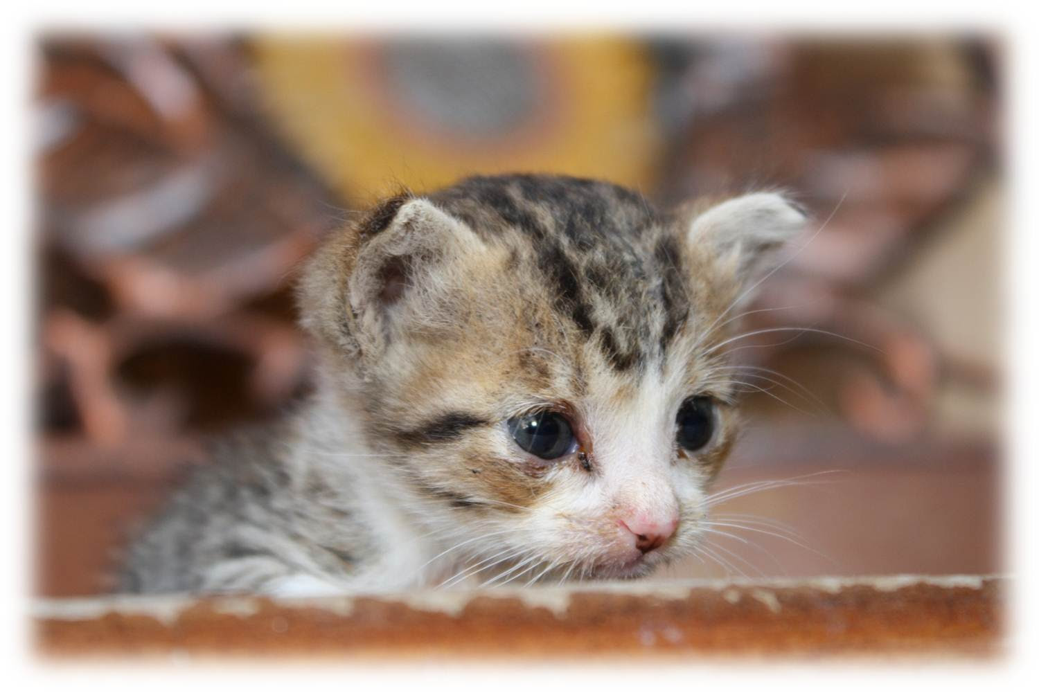  Gambar  Kucing Galau 