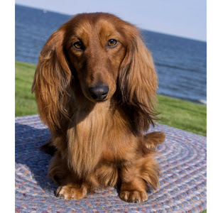 Miniature Long Haired Dachshunds From Dikerdachs Kennels Dikerdachs