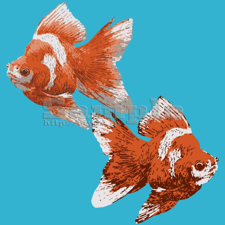 ペイントタッチきんぎょ No 4 リアル金魚のイラスト アイコン 条件付フリー素材集 スマホなど携帯電話対応