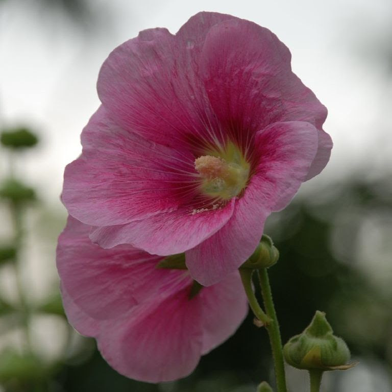 埼玉県越谷市 ピンクの花 草花 6月撮影 無料写真素材 あみラボ