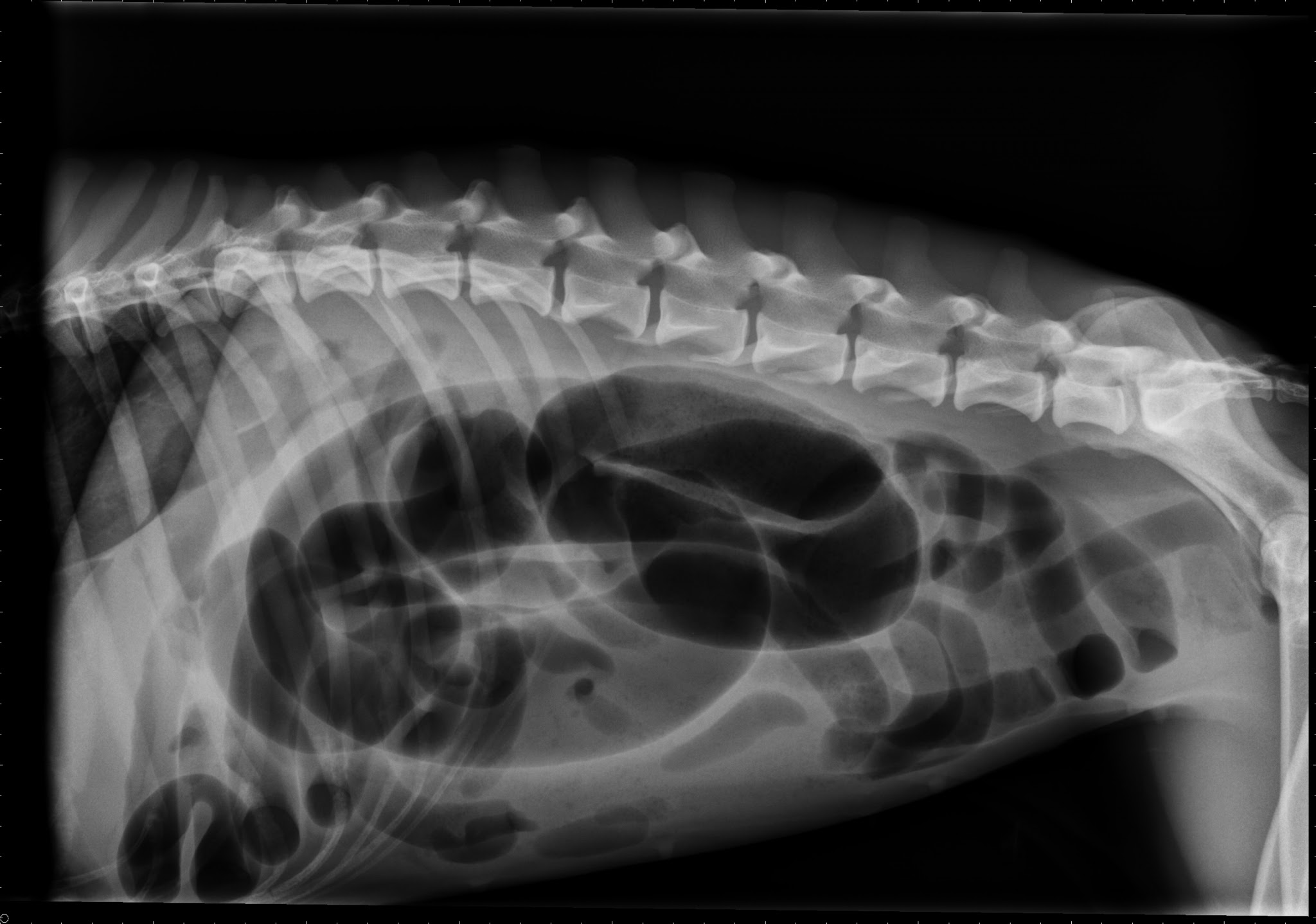 Cas Radiologie N 2 Quel Est Votre Diagnostic Aquivet Clinique Veterinaire