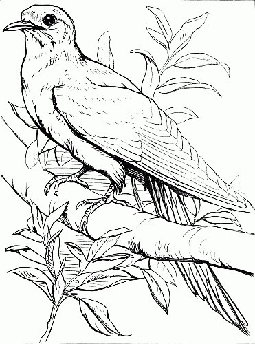 Download Bird Coloring Image - ReusableArt.com