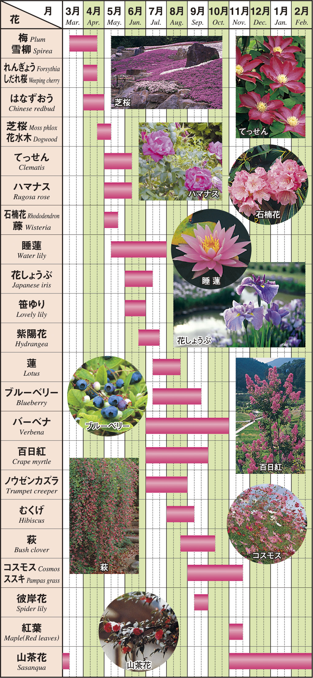 花の郷 滝谷花しょうぶ園 しだれ桜 しばざくら てっせん 花しょうぶ あじさい