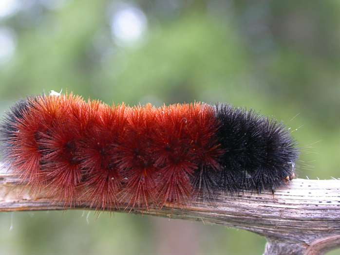 Banded Woollybear Caterpillar: Early October, 2004