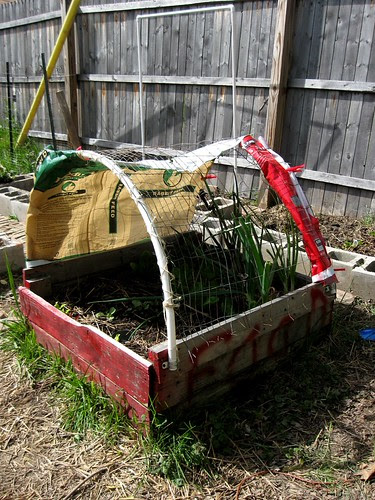 Garden Update 5-1-12