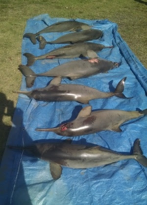 Sete golfinhos são encontrados mortos no litoral sul de São Paulo; eles se afogaram ao tentar se soltar de redes de pesca