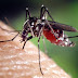West Nile Mosquito Bite : Sussex County Man Tests Positive for West Nile Virus ... : Mosquitoes carrying the potentially deadly west nile virus have been detected in the riverton area.