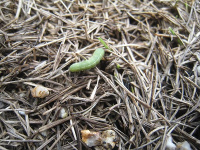 Gardener S Cafe 芝生の害虫