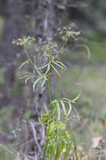 Siuam suave Water Parsnip.jpg