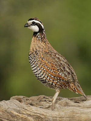 Game Birds on Missouri State Game Bird  Bobwhite Quail   Colinus Virginianus  From