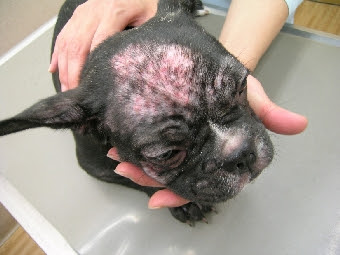 犬毛包虫症 疥癬 ノミアレルギー 北千里動物病院 大阪府箕面市