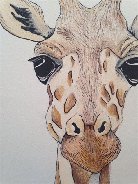 pin  nancy aichele  drawing   giraffe drawing