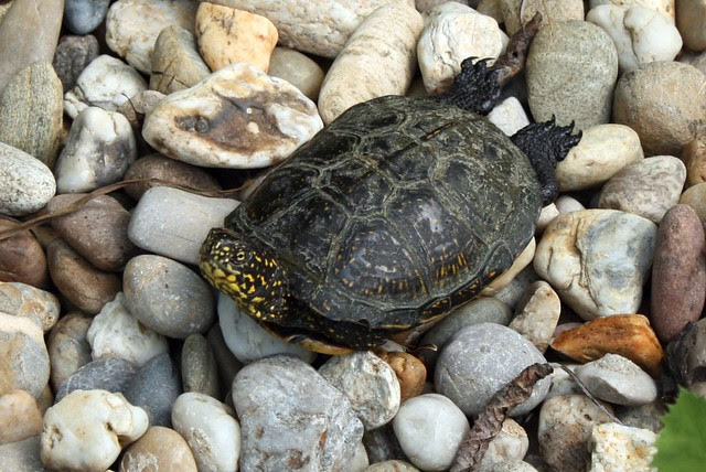 Sumpfschildkröte
