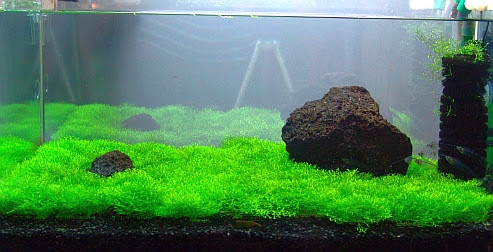 アクアリウム 前景草 特集 気ままなにアクアリウム