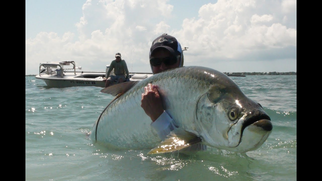 Huge Tarpon Caught On Fly - YouTube