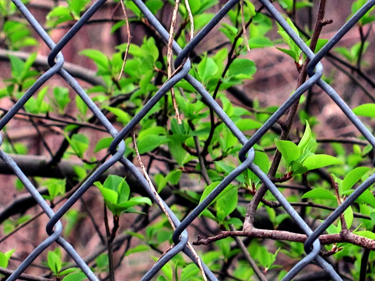 Fenced in spring photo IMG_6041a_zps20f952e7.jpg