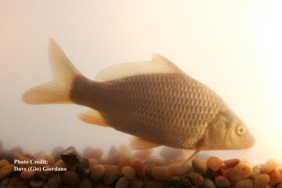 common carp. Common carp approximately 18