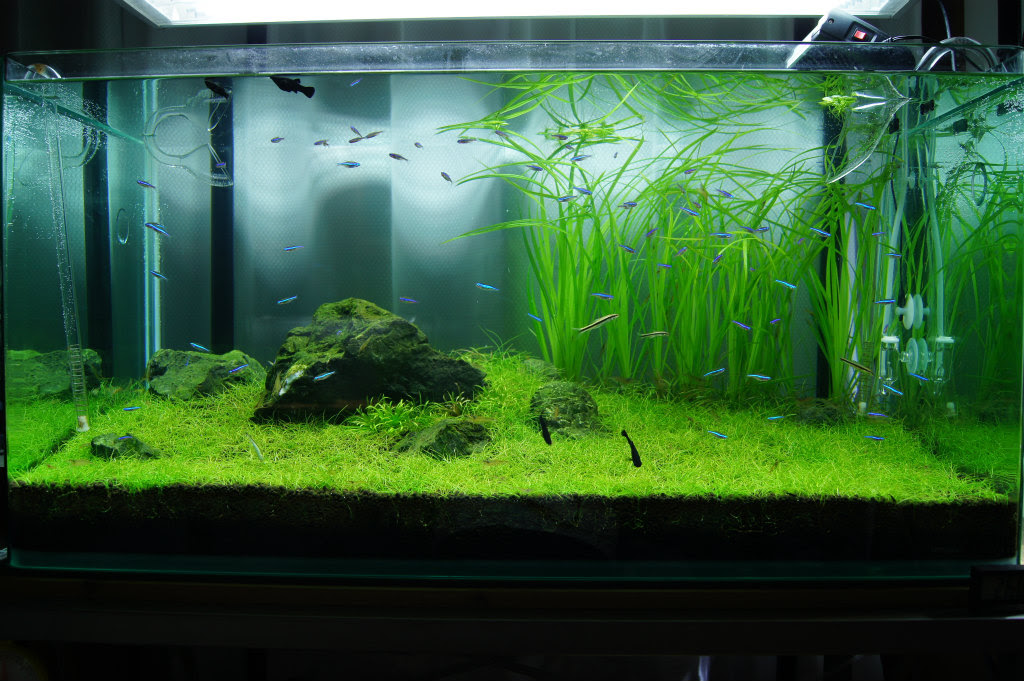 水草水槽で絨毯 草原を作りたい 久々に自分の水槽でも
