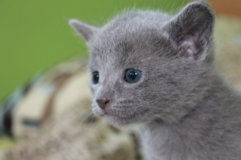 Russisch Blau Von Malyschka Russisch Blau Kitten