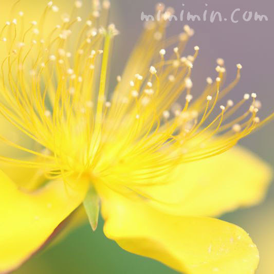 ビヨウヤナギ 美容柳 の花言葉 誕生花 みみみんブログ