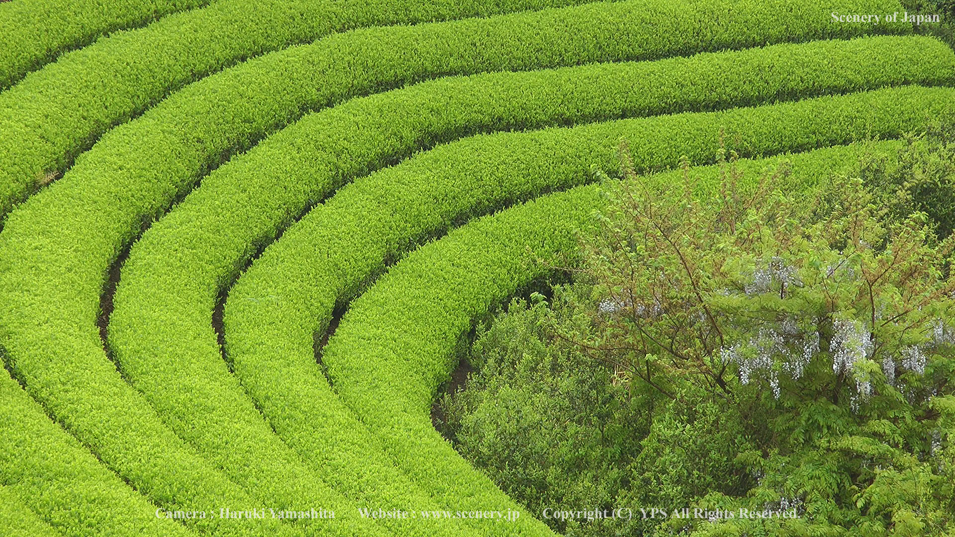 春の壁紙 画像 無料ダウンロード Scenery Of Japan
