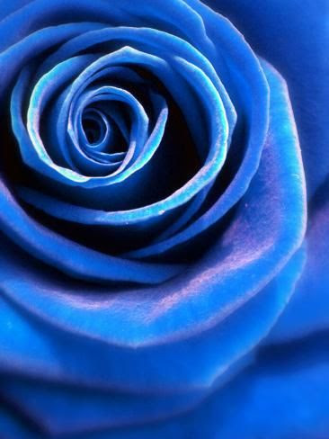 49+ Light Blue Rose Wallpaper Pictures