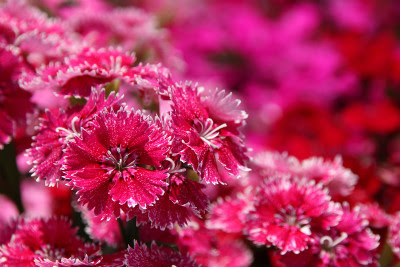 本日 ７月２８日の誕生花は 花言葉 今日の花３６５日 フローリスト カノシェ スタッフダイアリー