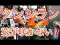 いろいろ 花 クンシラン 育て方 142473