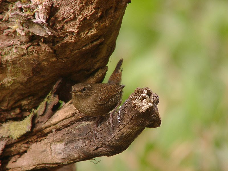 ペンションあるびおんの野鳥 バードウォッチング掲示板