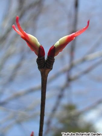 カツラ おすすめコンテンツ 植物図鑑 筑波実験植物園 つくば植物園 Tsukuba Botanical Garden