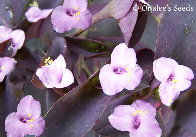 plants and flowers that grow in the shade