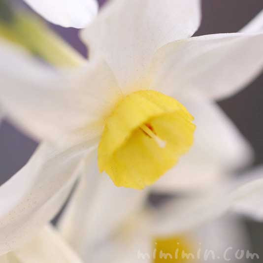 白い水仙 スイセン 日本水仙 花の写真 花言葉 みみみんブログ